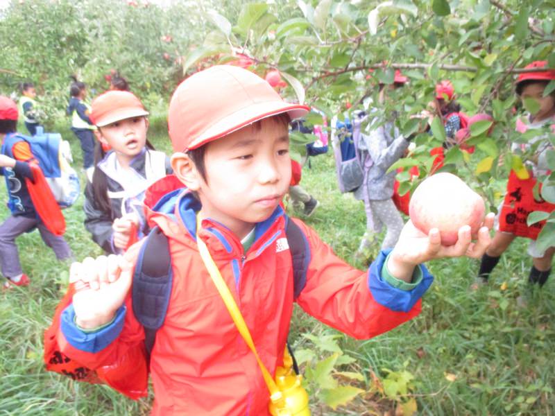 校外学習 りんご狩り