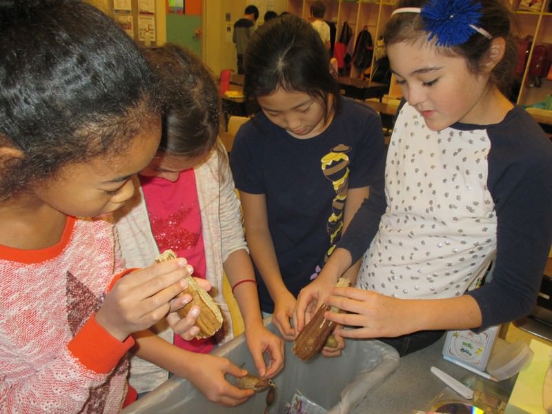 待ちに待ったヘチマたわし