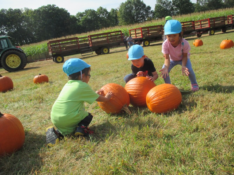 秋の遠足(かぼちゃ狩り)