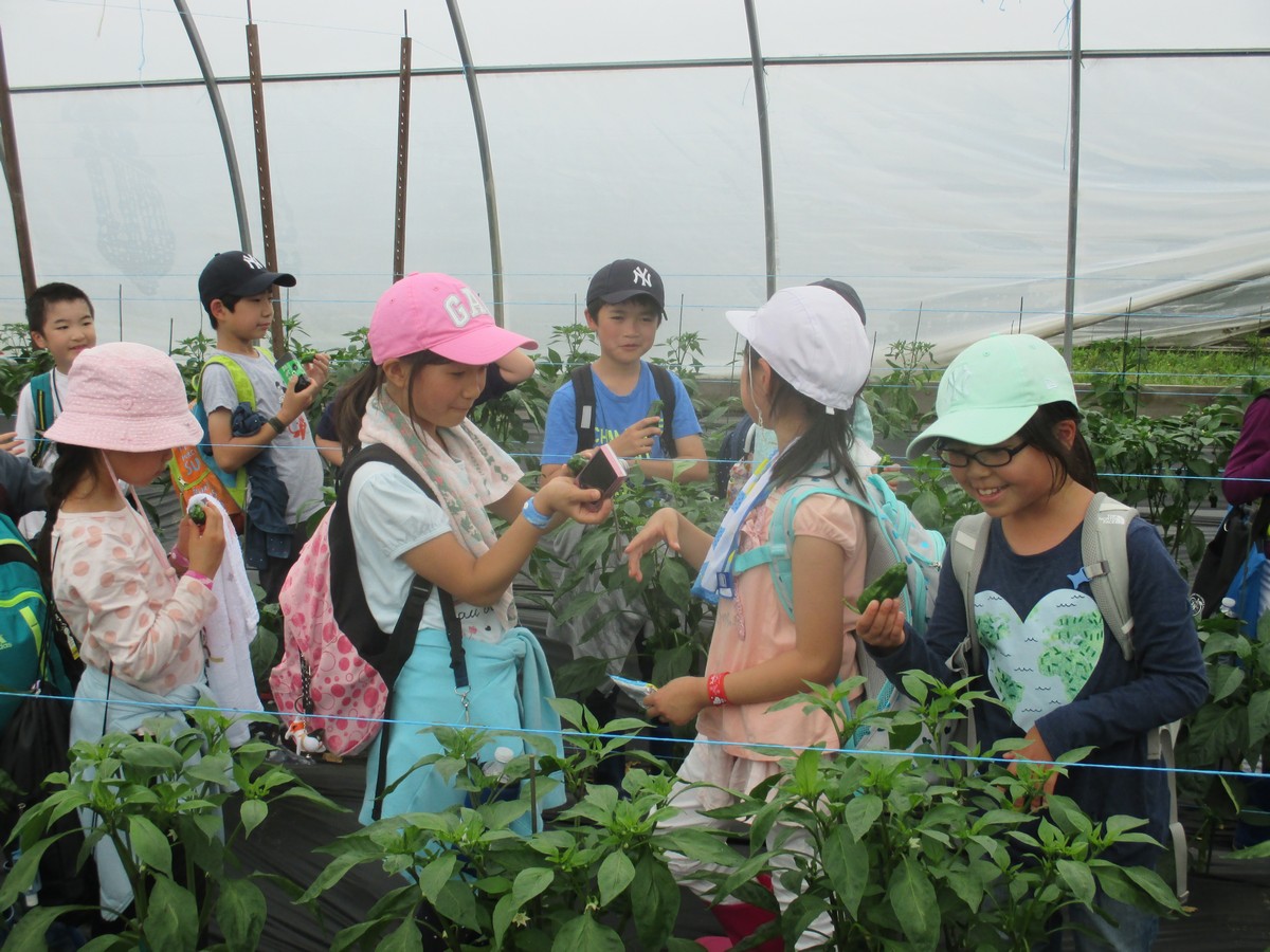 スズキファーム農業体験