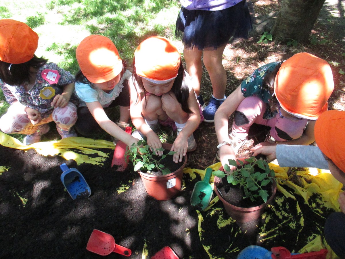 元気に育ってね!ひまわりの花の種植え