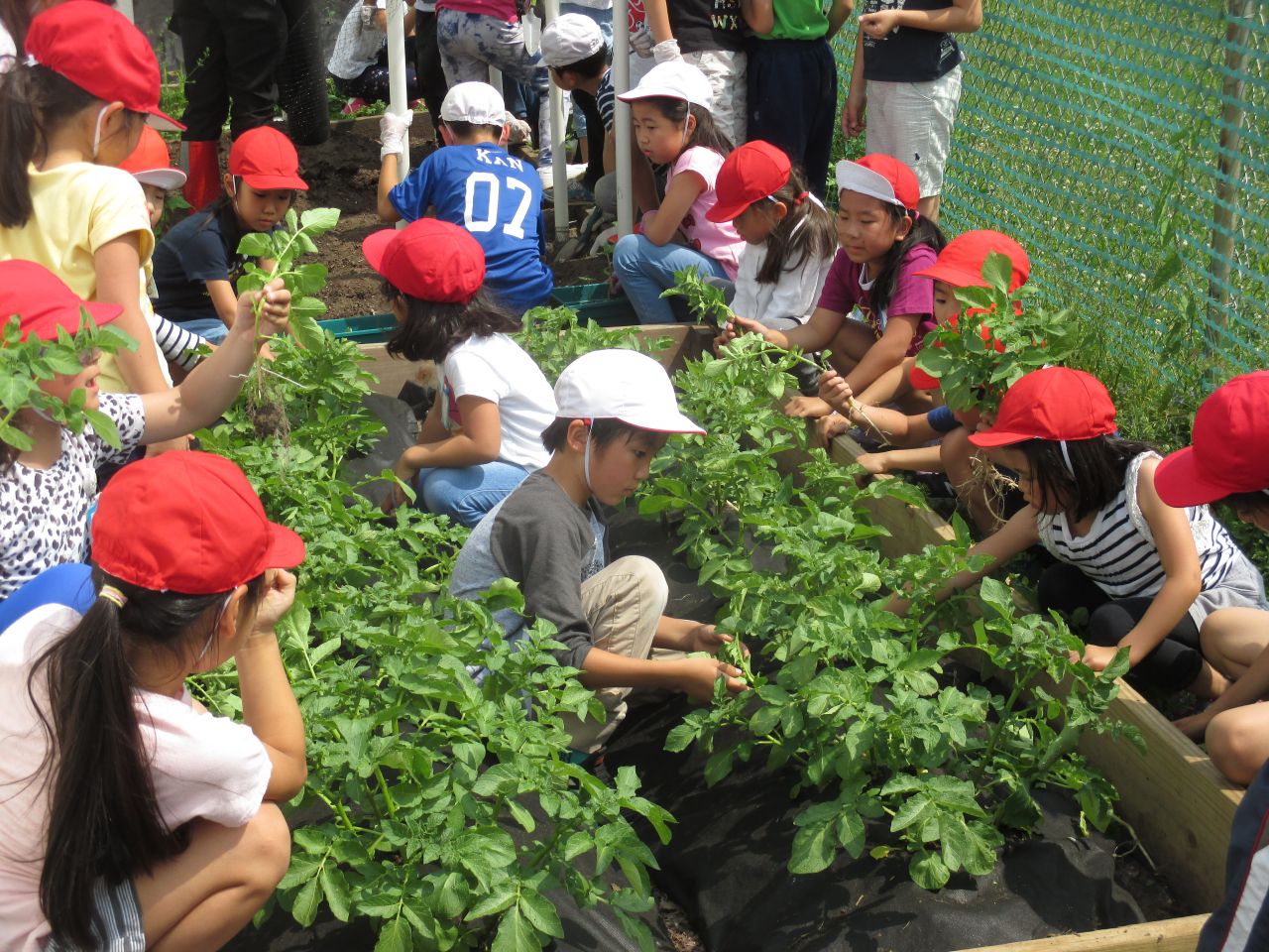 大きくなあれ!学級園のジャガイモ
