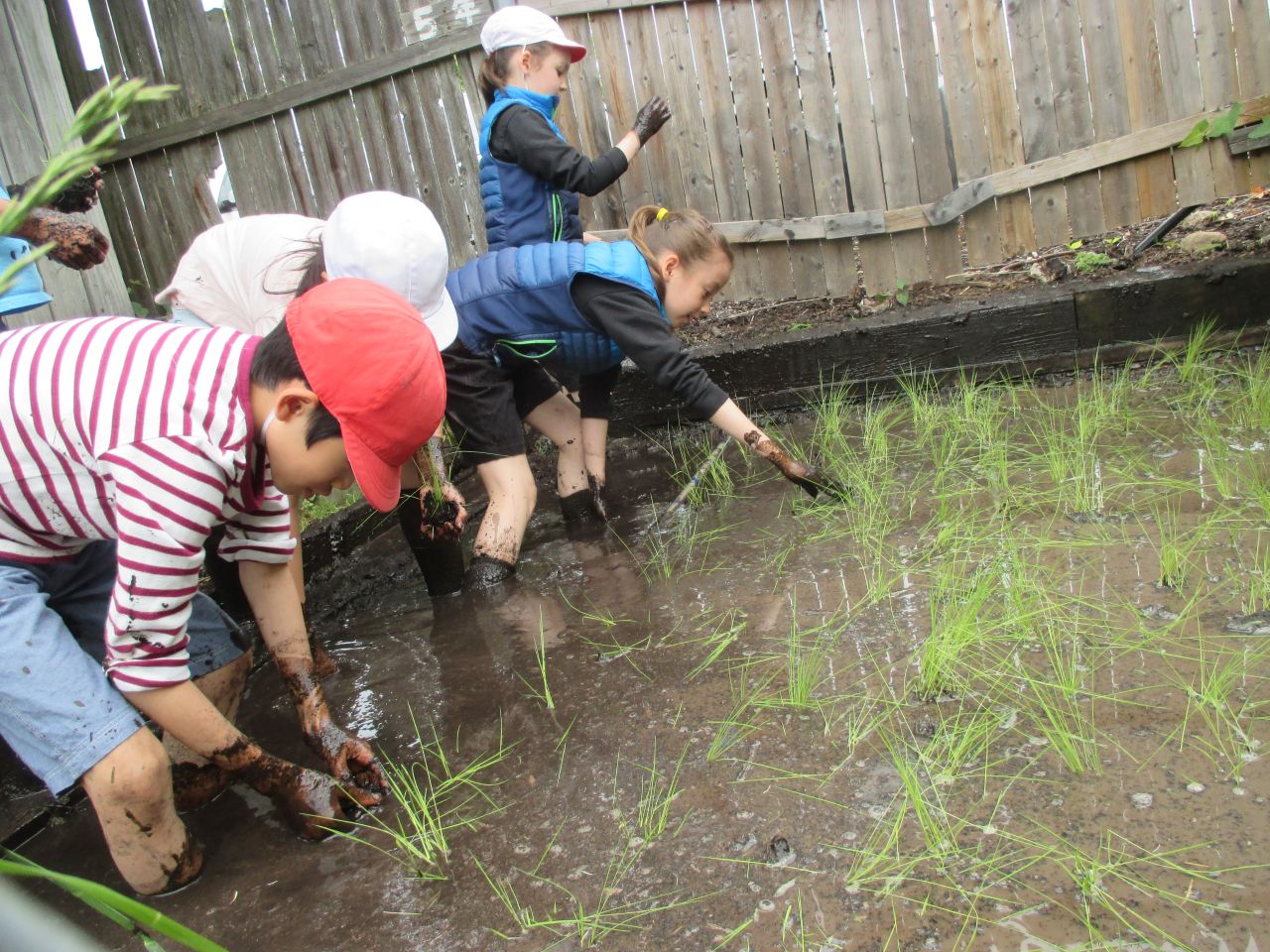 学級園の田んぼで稲作!