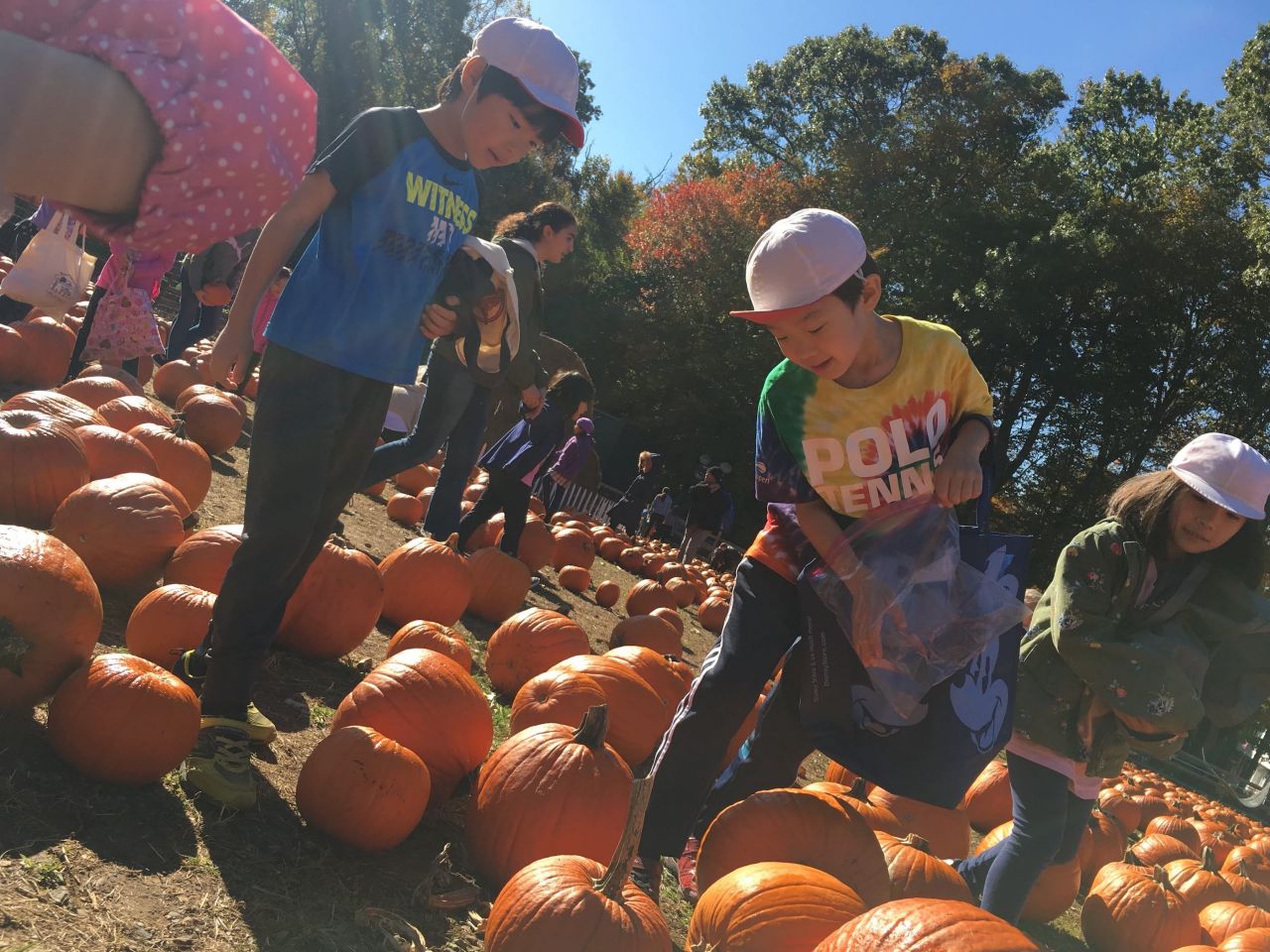 秋を探そう〜かぼちゃ狩り〜