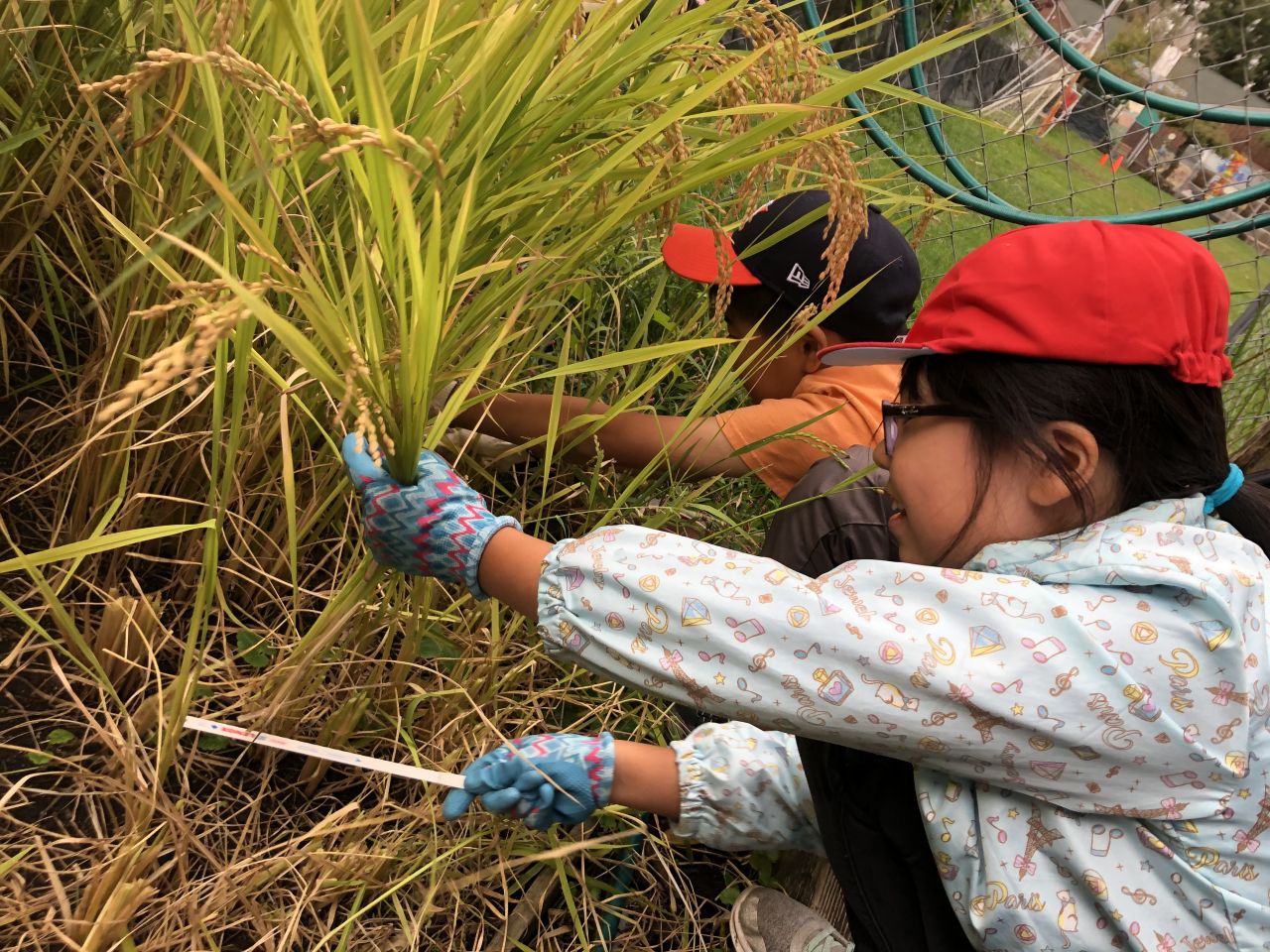 自分たちで作るお米