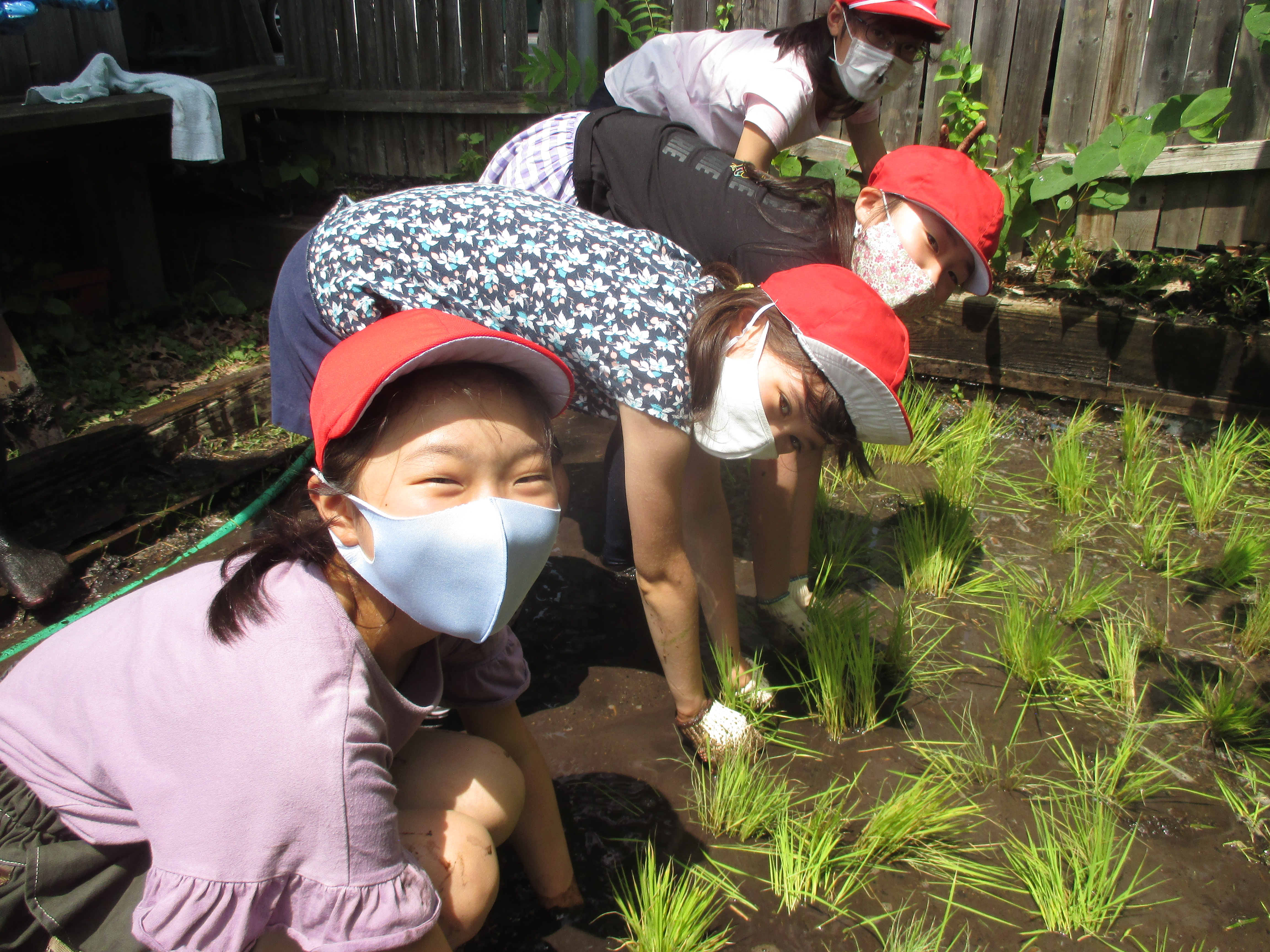 学級圏で米づくり