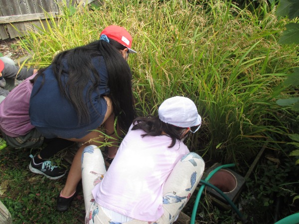 がんばった米づくり