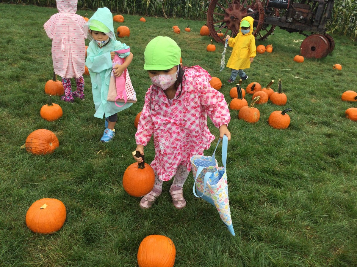 たくさんのカボチャ初めて見た!秋の遠足