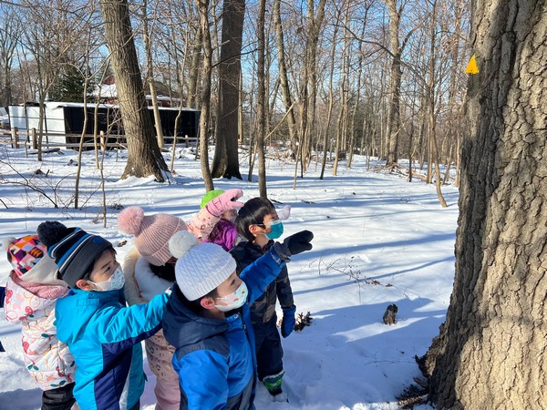 森の幼稚園「自然ってすごいです!」