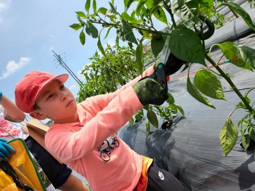 日本野菜の美味しさの秘密とカブトガニの生態に迫る
