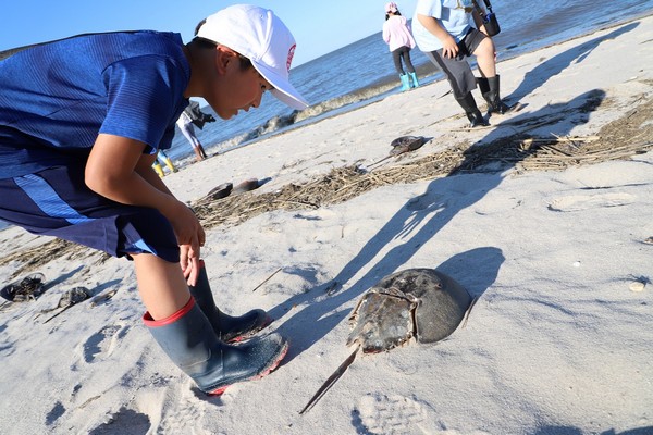 デラウェアでカブトガニ観察!
