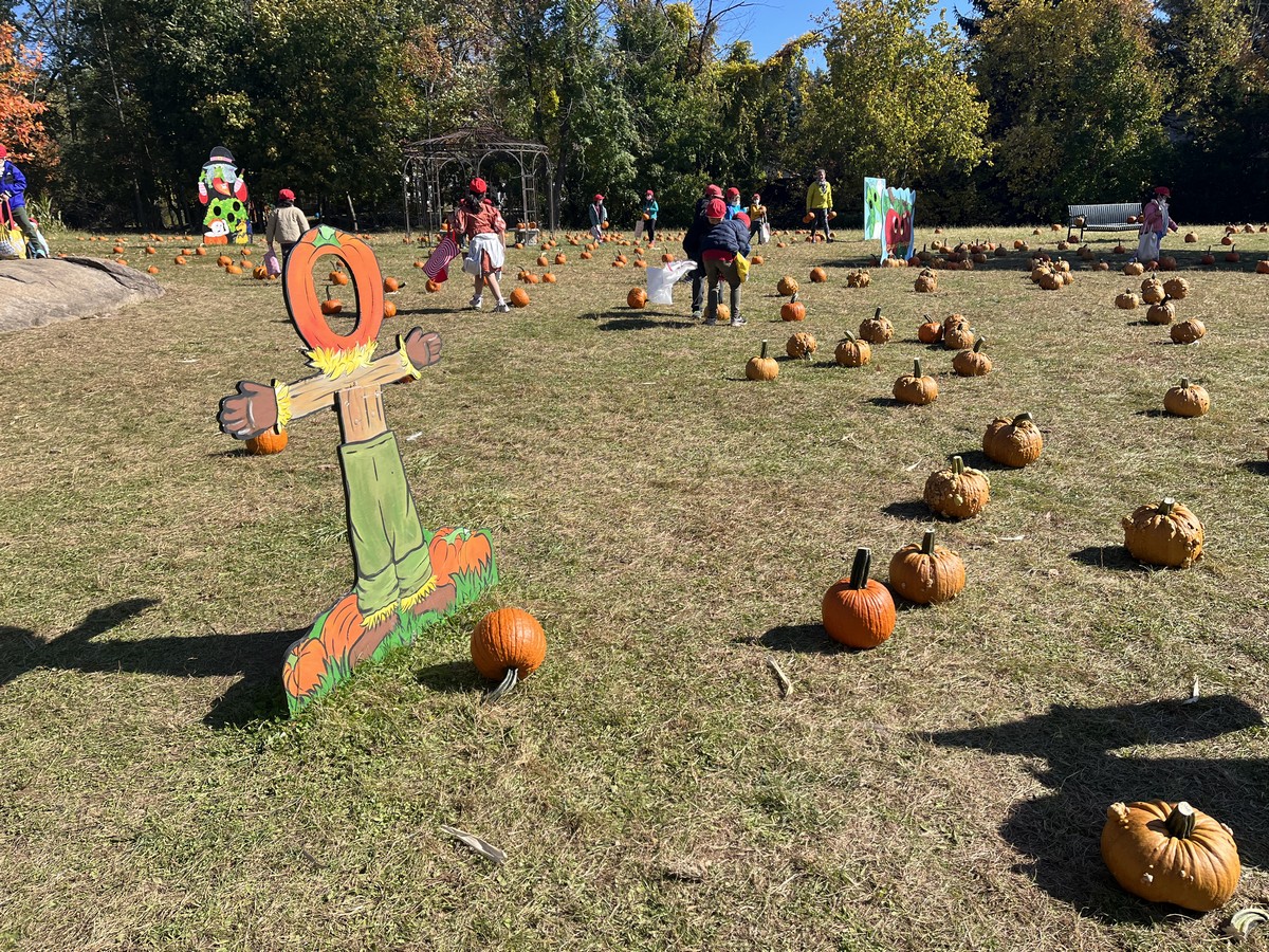 1・2年生合同のかぼちゃ狩り