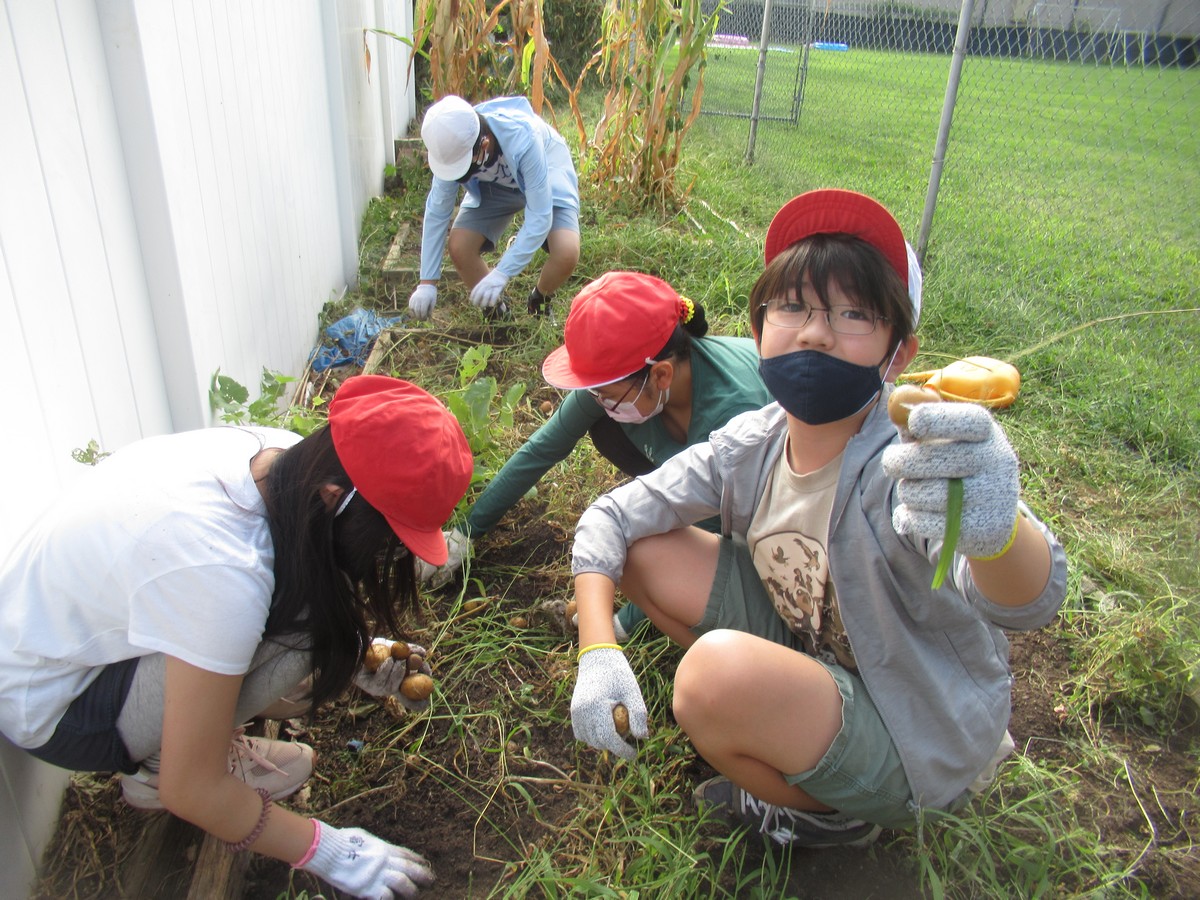 びっくり仰天！じゃがいも大量収穫
