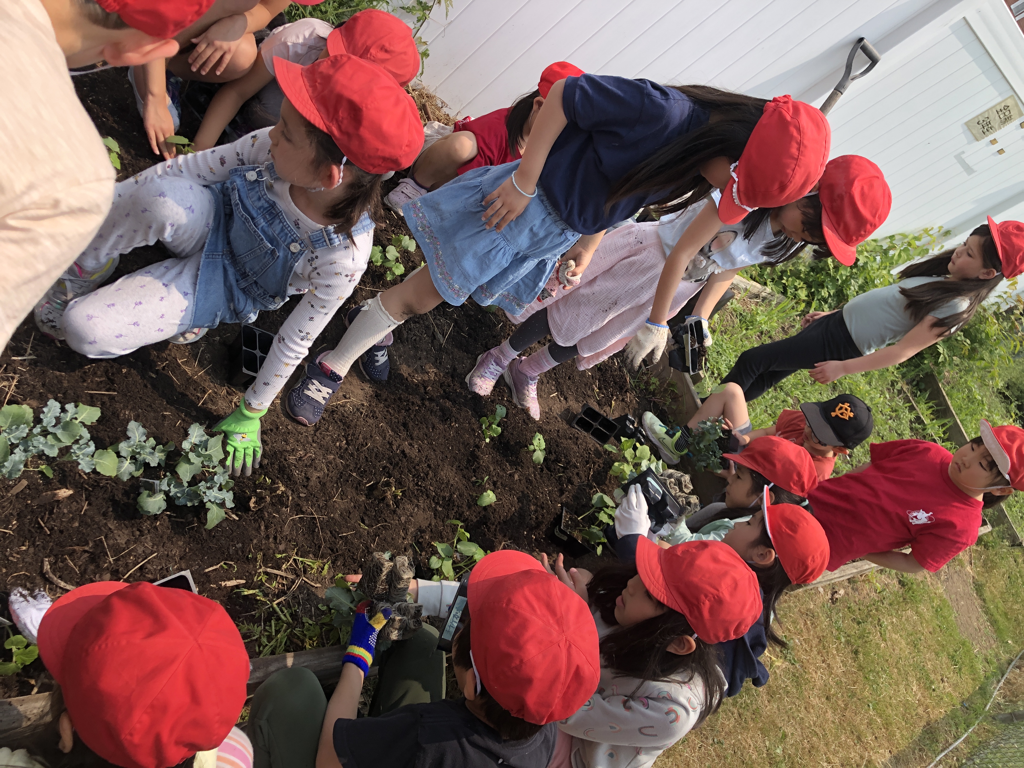 ぐんぐん育て わたしの野菜