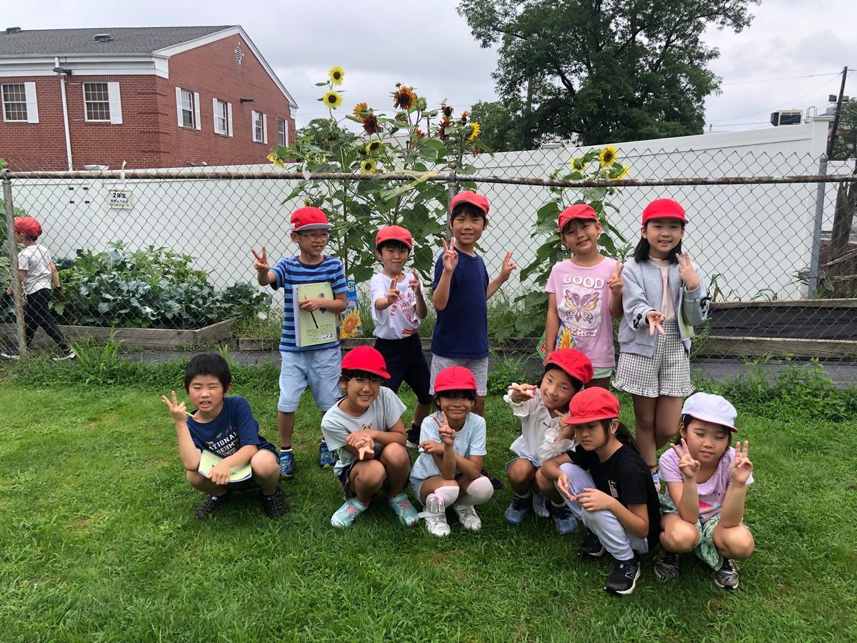 学級園~ヒマワリとホウセンカ~