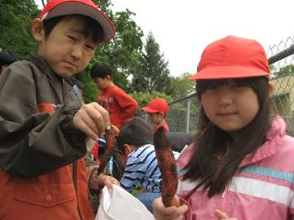 さつまいもがとれた!