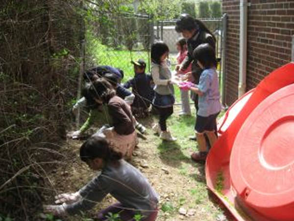 <ふうせんかずら>