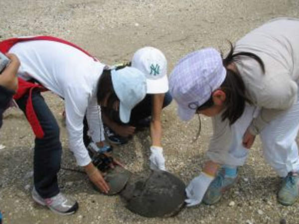カブトガニ&渡り鳥観察旅行(6月)