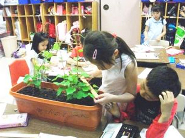 「生活科 さつまいもの観察」