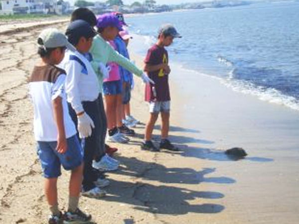 「カブトガニ学習旅行」