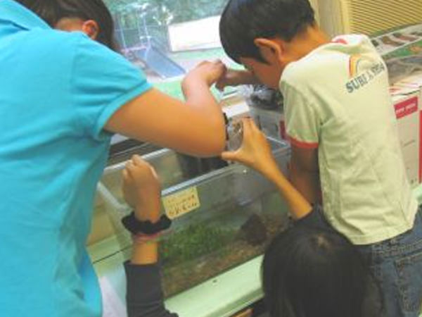 「メダカの飼育」