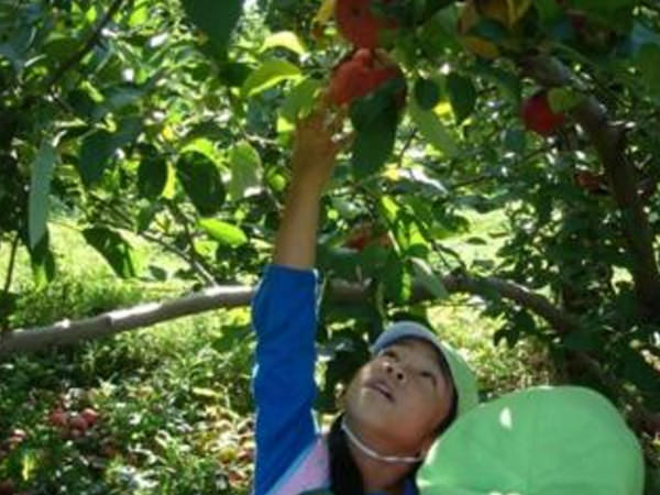 「秋の遠足 りんご狩り」