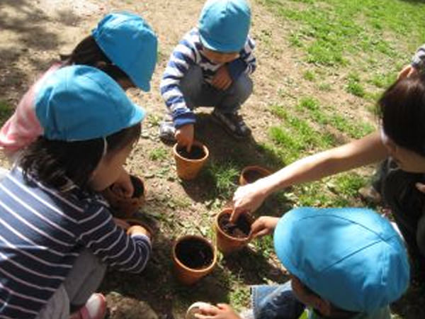 「鉢植えに挑戦」