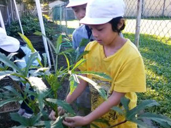 「オクラカレー!」