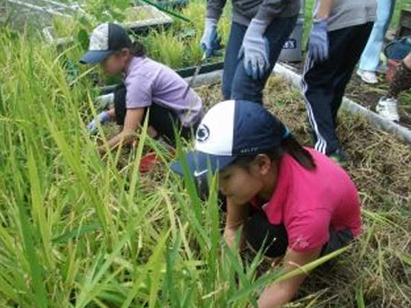 「さぁ!稲刈りだ!!」