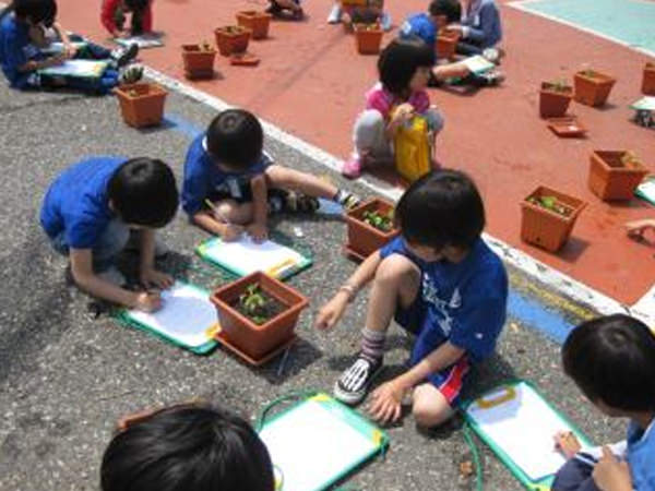 「アサガオの観察」