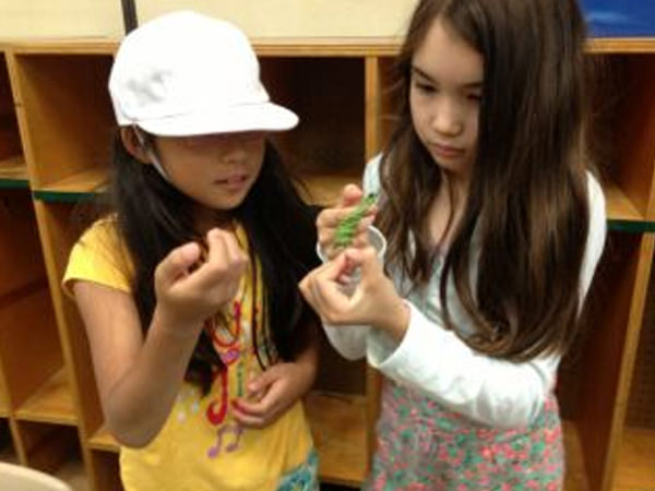 「カイコの飼育」