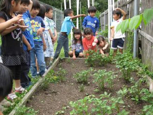 「生活科の学習」~あさがおといもをそたてよう~