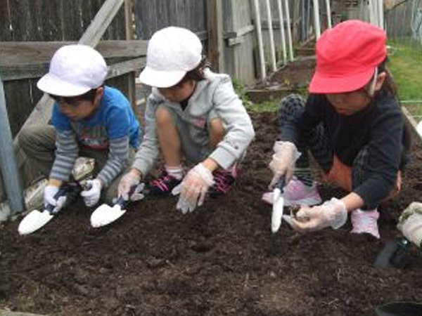 「ジャガイモの栽培」