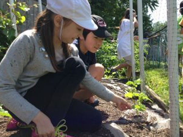 「インゲンよ負けないで!」