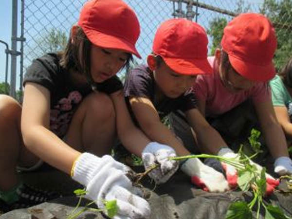 「わくわく学級園」