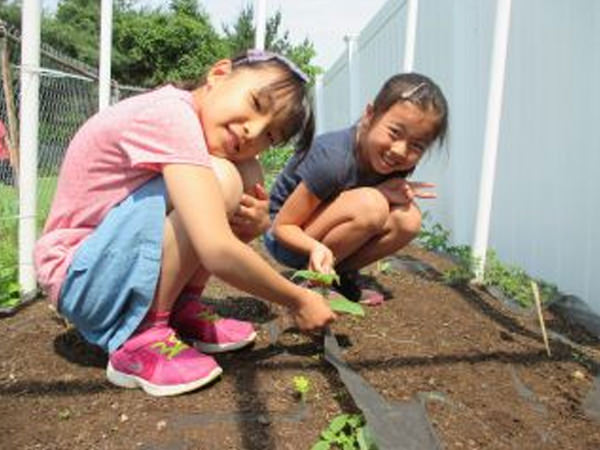 「ジャイアントひまわりを育てよう!」