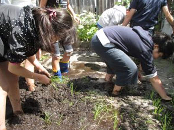 「米作り体験」