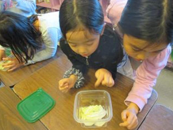 「モンシロチョウの飼育」