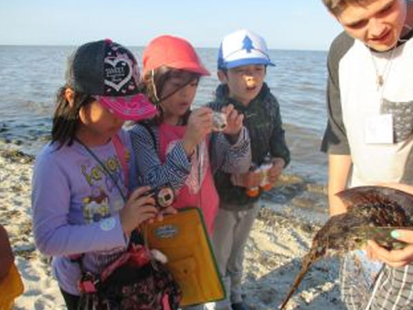 「カブトガニ見学」