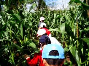 全日制小学部1~3年「ファームステイ」コーンメイズ