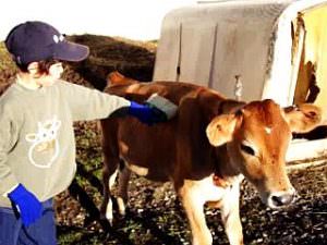 全日制小学部1~3年「ファームステイ」子牛の世話