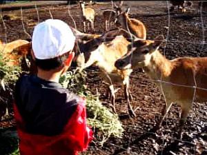 全日制小学部1~3年「ファームステイ」シカにえさやり