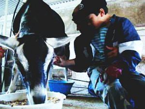 全日制小学部1~3年「ファームステイ」ヤギの乳しぼり