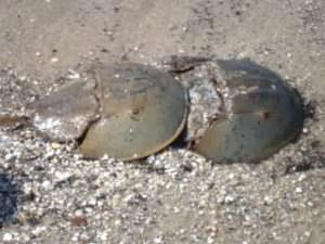 全日制小学部4年「カブトガニ観察」