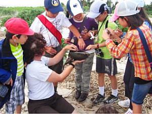 全日制4年生 カブトガニ観察2
