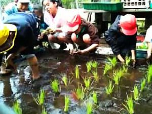 全日制小学部5年生 田植えの様子 2011年度