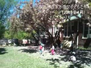 桜の木の下で遊ぶ子どもたち